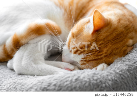 Sleeping orange and white cat curled up in a bed on a sunny morning. Whiskers of resting red kitten close up Sleeping orange and white cat curled up in a bed on a sunny morning. Whiskers of resting red kitten close up 115446259