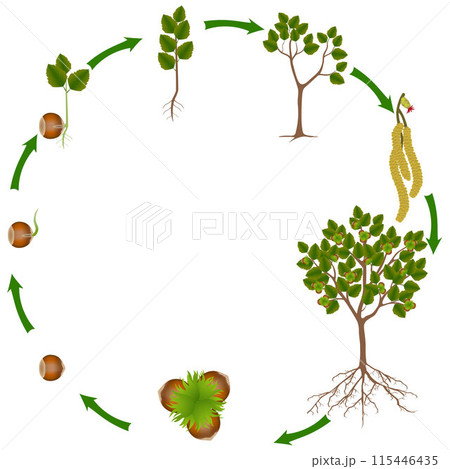 Life cycle of hazelnut plant on a white background. 115446435