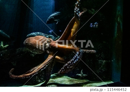 秋田の男鹿水族館のミズタコ 115446452