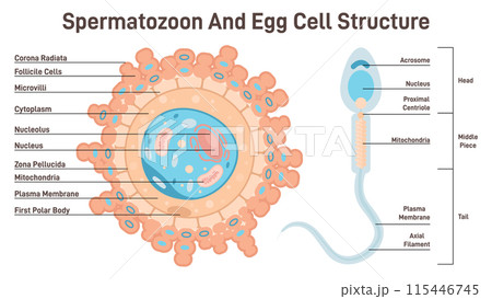 Female egg cell and sperm cell structure. Ovum and spermatozoon cross section diagram, reproductive system and reproduction studying. Flat vector illustration 115446745