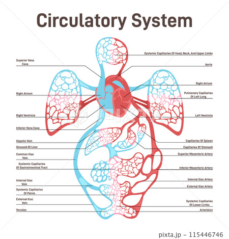 Blood circulatory system of human body. Large and small circle of blood, heart pumping to all other organs and major arteries and veins mechanism. Flat vector illustration 115446746