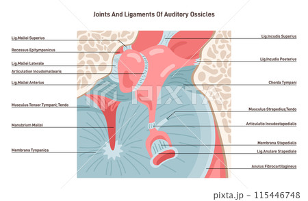 Auditory ossicles joints and ligaments. Middle ear tympanic membrane to the inner ear' connection, allowing for the transmission of sound waves. Flat vector illustration Auditory ossicles joints and ligaments. Middle ear tympanic membrane to the inner ear' connection, allowing for the transmission of sound waves. Flat vector illustration 115446748