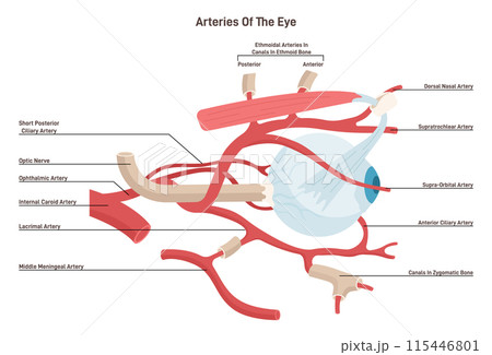 Human eye arteries. Ophthalmic artery and a central retinal artery. Human vision organ blood supply. Anatomical structure. Healthy eyeball with muscles and blood vessel. Flat vector illustration 115446801