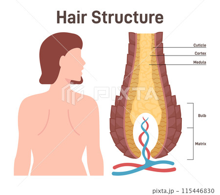 Hair structure. Cross section of the human hair with dermal papilla, follicle and blood flow. Hair bulb scheme with membrane matrix. Flat vector illustration 115446830