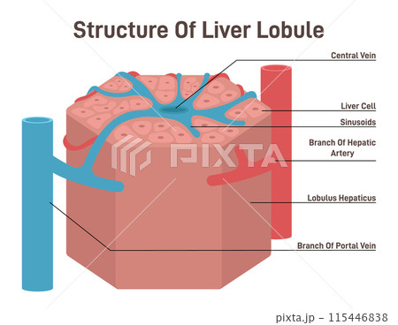 Louble Liver Lobule Anatomy Model The Liver, A Functionalized Vascular