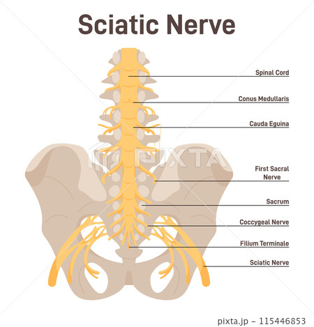 Sciatic nerve. Lower back and lower limbs ischiadic nerve. Human nervous system educational or informational poster. Flat vector illustration 115446853