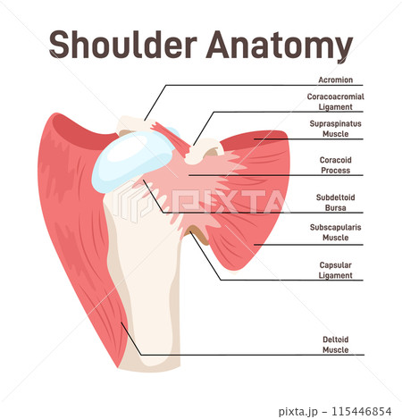 Shoulder muscles. Didactic scheme of anatomy of human muscular system. Labeled inner skeleton and muscle structure scheme. Thoracoappendicular muscles. Flat vector illustration 115446854