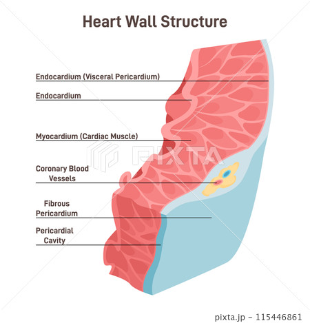 Heart wall structure. Pericardium, myocardium, endocardium. Labeled educational scheme of heart anatomy. Flat vector illustration 115446861