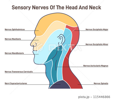 Sensory nerves of the head and neck. Neural coverage of human head carring sensory organs signals to the brain. Sensations of the face, scalp and neck. Flat vector illustration 115446866