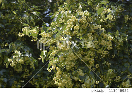 Small-leaved lime Small-leaved lime 115446922