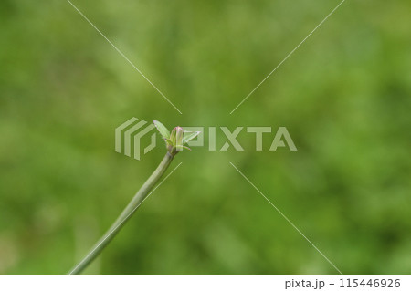 Wild chicory 115446926