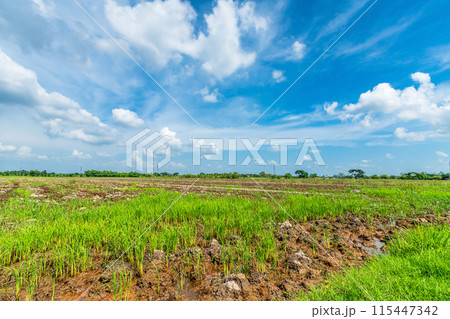Scenic view landscape of Rice field green grass with field cornfield or in Asia country agriculture harvest with fluffy clouds blue sky daylight background. Scenic view landscape of Rice field green grass with field cornfield or in Asia country agriculture harvest with fluffy clouds blue sky daylight background. 115447342