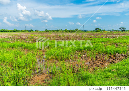 Scenic view landscape of Rice field green grass with field cornfield or in Asia country agriculture harvest with fluffy clouds blue sky daylight background. 115447343