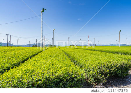 島田市にある牧之原大茶園の朝日に照らされるお茶畑(静岡県) 115447376