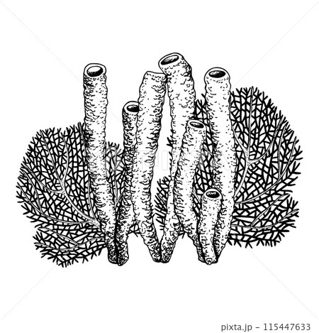 Underwater composition with coral reef corals tubes and sea fan gorgonia. Hand drawn vector illustration isolated on white background. Black and white sketch style. For clip art cards packages 115447633