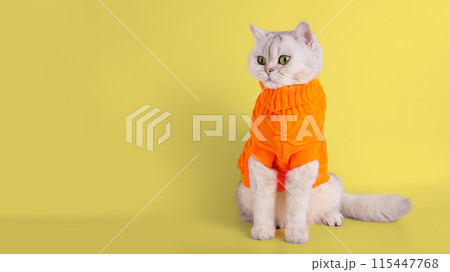 A charming white kitty in a yellow sweater, sitting on a yellow background 115447768