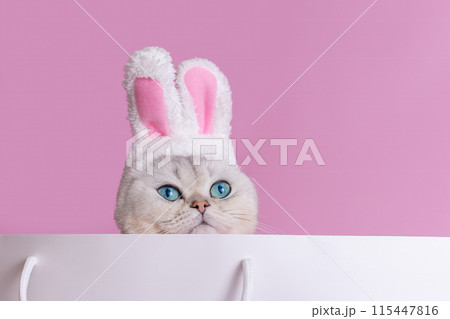 Close up of Adorable white cat in a hat with bunny ears , sits in large white paper bag 115447816