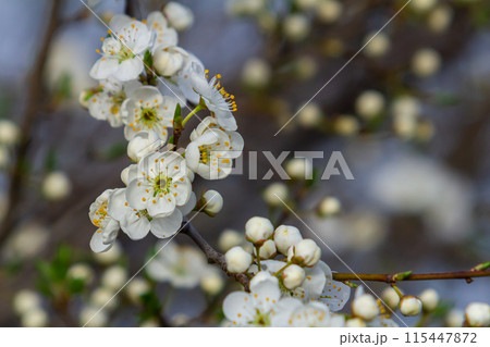 Prunus Cerasifera Blooming white plum tree. White flowers of Prunus Cerasifera Prunus Cerasifera Blooming white plum tree. White flowers of Prunus Cerasifera 115447872