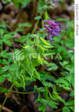 Corydalis blooms in spring in the wild in the forest 115447893