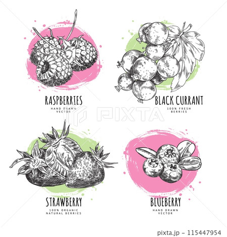 Fresh blueberries, strawberries, raspberries and black currant with leaves vector engraved hand drawn food design set Fresh blueberries, strawberries, raspberries and black currant with leaves vector engraved hand drawn food design set 115447954