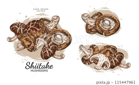 Shiitake mushrooms harvest heap hand drawn vector illustrations set, Asian fungus or fungi, natural organic vegan food Shiitake mushrooms harvest heap hand drawn vector illustrations set, Asian fungus or fungi, natural organic vegan food 115447961