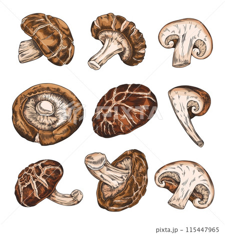 Shiitake mushrooms whole and cut hand drawn vector set from different sides, Asian raw brown fungi natural organic food Shiitake mushrooms whole and cut hand drawn vector set from different sides, Asian raw brown fungi natural organic food 115447965