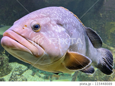 Big ugly fish in aquarium Big ugly fish in aquarium 115448089