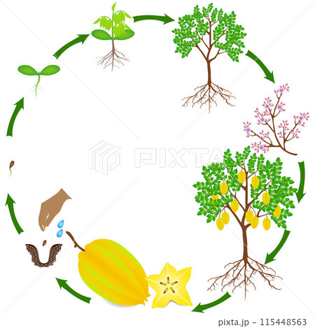 Life cycle of carambola plant on a white background. 115448563