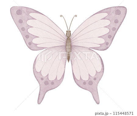 Pink butterfly watercolor illustration. Drawing of cute insect painted in pastel colors for baby birthday greeting cards or wedding invitations. Painting on isolated background for clipart. 115448571