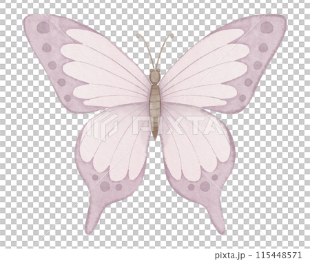 Pink butterfly watercolor illustration. Drawing of cute insect painted in pastel colors for baby birthday greeting cards or wedding invitations. Painting on isolated background for clipart. 115448571