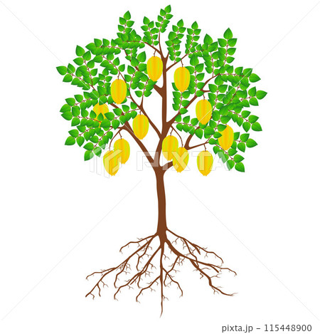 Carambola tree with fruits and roots on a white background. 115448900