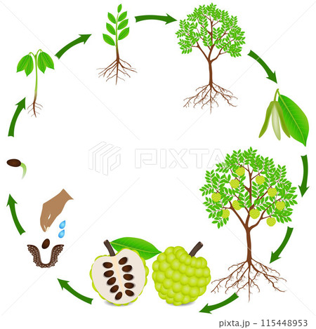 Life cycle of sugar apple plant on a white background. 115448953