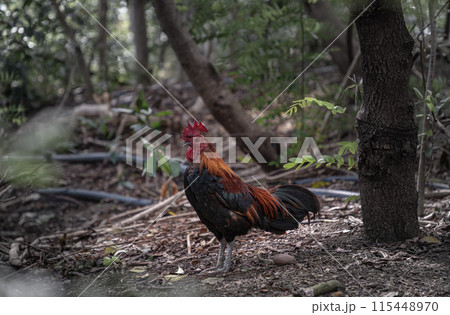 Red junglefowl is on the ground of the jungle. 115448970