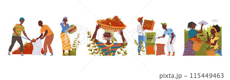 People Character Harvesting Coffee Picking Fresh Fruit in Basket Vector Set 115449463
