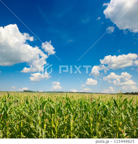 Bright corn field with ripe ears corn and blue sky. 115449825