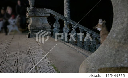 Dubitative maned wolf climbing sanctuary stairs at night in Brazil Dubitative maned wolf climbing sanctuary stairs at night in Brazil 115449826