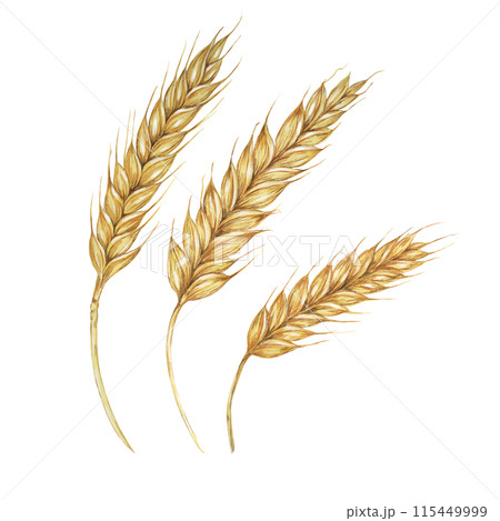 Barley spikes, cereal grain ears, wheat stalks. Symbol of Shavuot, Thanksgiving, Oktoberfest clipart. Cottagecore rustic watercolor illustration for beer, whisky, bread, flour packaging, labels. 115449999