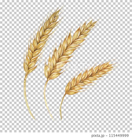 Barley spikes, cereal grain ears, wheat stalks. Symbol of Shavuot, Thanksgiving, Oktoberfest clipart. Cottagecore rustic watercolor illustration for beer, whisky, bread, flour packaging, labels. 115449999
