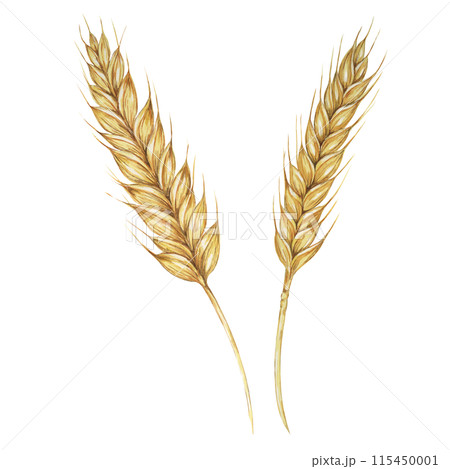 Barley spikes, cereal grain ears, wheat stalks. Symbol of Shavuot, Thanksgiving, Oktoberfest clipart. Cottagecore rustic watercolor illustration for beer, whisky, bread, flour packaging, labels. Barley spikes, cereal grain ears, wheat stalks. Symbol of Shavuot, Thanksgiving, Oktoberfest clipart. Cottagecore rustic watercolor illustration for beer, whisky, bread, flour packaging, labels. 115450001