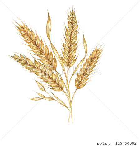 Wheat ears bunch, stalks of barley bouquet, cereals spikes. Watercolor illustration for bread, beer, whisky, malt, flour packaging, tags and label. Symbol of Shavuot, Thanksgiving, Oktoberfest clipart Wheat ears bunch, stalks of barley bouquet, cereals spikes. Watercolor illustration for bread, beer, whisky, malt, flour packaging, tags and label. Symbol of Shavuot, Thanksgiving, Oktoberfest clipart 115450002