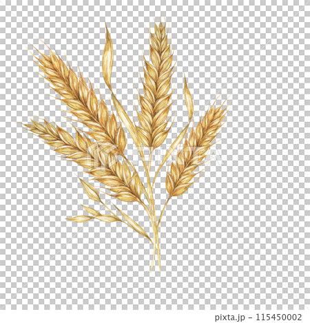 Wheat ears bunch, stalks of barley bouquet, cereals spikes. Watercolor illustration for bread, beer, whisky, malt, flour packaging, tags and label. Symbol of Shavuot, Thanksgiving, Oktoberfest clipart Wheat ears bunch, stalks of barley bouquet, cereals spikes. Watercolor illustration for bread, beer, whisky, malt, flour packaging, tags and label. Symbol of Shavuot, Thanksgiving, Oktoberfest clipart 115450002