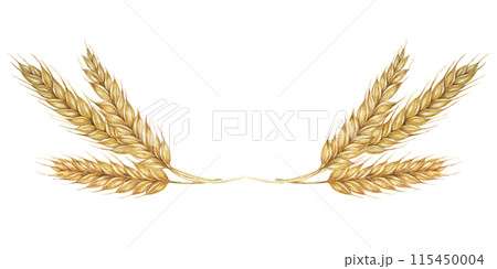 Wheat ears, stalks of barley golden cereal grain spikes. Watercolor illustration for bread, beer, whisky, malt, flour packaging, tags and labels. Symbol of Shavuot, Thanksgiving, Oktoberfest clipart 115450004