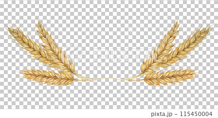 Wheat ears, stalks of barley golden cereal grain spikes. Watercolor illustration for bread, beer, whisky, malt, flour packaging, tags and labels. Symbol of Shavuot, Thanksgiving, Oktoberfest clipart 115450004