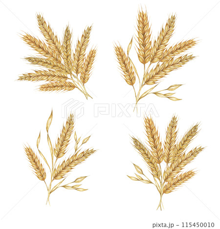 Wheat ears bouquets, stalks of barley cereal grain spikes. Watercolor illustration for bread, beer, whisky, malt, flour packaging, tags and labels. Symbol of Shavuot, Thanksgiving, Oktoberfest clipart 115450010