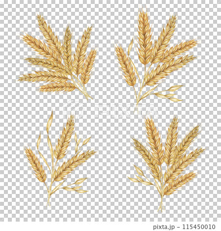 Wheat ears bouquets, stalks of barley cereal grain spikes. Watercolor illustration for bread, beer, whisky, malt, flour packaging, tags and labels. Symbol of Shavuot, Thanksgiving, Oktoberfest clipart 115450010