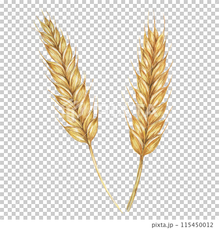 Wheat ears, stalks of barley golden cereal grain spikes. Watercolor illustration for bread, beer, whisky, malt, flour packaging, tags and labels. Symbol of Shavuot, Thanksgiving, Oktoberfest clipart 115450012