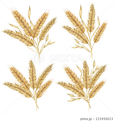 Barley spikes bunch, cereal grain ears, wheat stalks. Bouquet for Shavuot, Thanksgiving, Oktoberfest clipart. Cottagecore rustic watercolor illustration for beer whisky, bread, flour packaging, label. 115450013