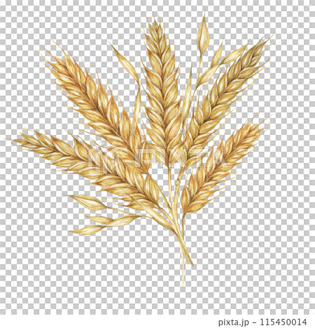 Wheat ears bunch, barley bouquet, cereals arrangement. Watercolor illustration for bread, beer, whisky, malt, flour packaging, tags and label. Symbol of Shavuot, Thanksgiving, Oktoberfest clipart Wheat ears bunch, barley bouquet, cereals arrangement. Watercolor illustration for bread, beer, whisky, malt, flour packaging, tags and label. Symbol of Shavuot, Thanksgiving, Oktoberfest clipart 115450014