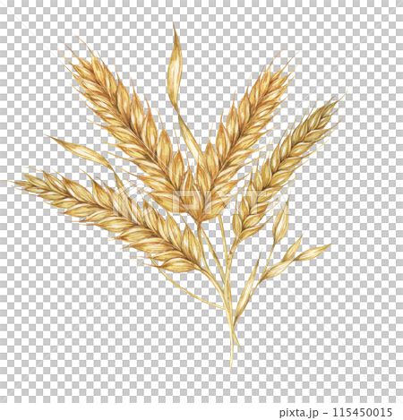 Barley spikes bouquet, cereal ears, wheat stalks. Grains for Shavuot, Thanksgiving, Oktoberfest clipart. Cottagecore rustic watercolor illustration for beer whisky, bread, flour packaging, label. 115450015