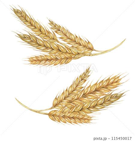 Wheat ears, stalks of barley golden cereal grain spikes. Watercolor illustration for bread, beer, whisky, malt, flour packaging, tags and labels. Symbol of Shavuot, Thanksgiving, Oktoberfest clipart 115450017